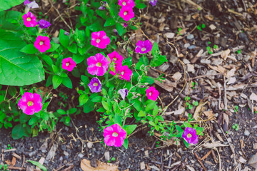 colorful petunias shot at shallow depth of field