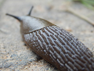 Slug