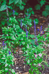 little branches of lavender shot at shallow depth of field