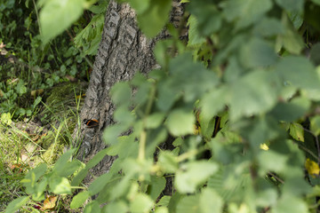 Butterfly admiral outdoors in nature.