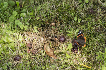 Butterfly admiral outdoors in nature.