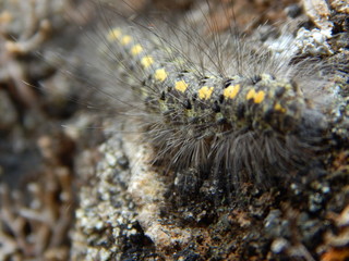 Fluffy Catepillar