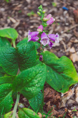 pink foxglove flowers planted in the ground