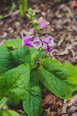 pink foxglove flowers planted in the ground
