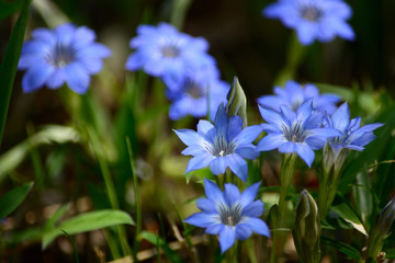 Fototapeta na wymiar Bright blue flower.