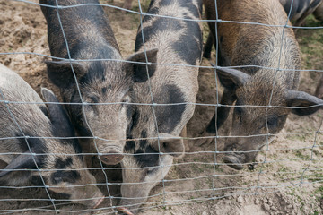 small black and white pigs