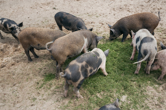 black and white pigs eat green grass on the sand on the street