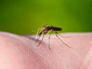Yellow Fever, Malaria or Zika Virus Infected Mosquito Insect Macro on Green Background