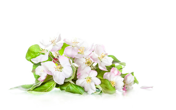 Beautiful white flowers isolated on white background. Apple tree blossom. Floral wallpaper.	