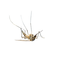 Yellow Fever, Malaria or Zika Virus Infected Mosquito Insect Isolated on White Background