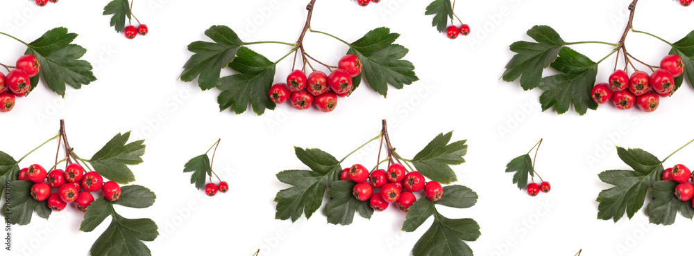 Canvas Prints banner pattern berry red whitethorn on a branch with green leaves
