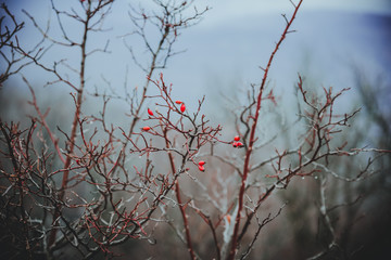 Frosted rosehip on a chill day