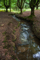A a little river runs besides some beech trees in a forest at the Basque country, Spain. Sensation of solitude or calm.