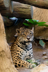 Portrait of a leopard  at zoo in Thailand
