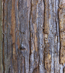 Wood texture. A skin of a tree.