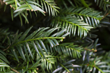 Texture of green leaves.