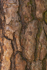 Wood texture. A skin of a tree.