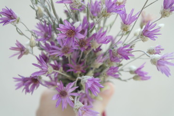 Fototapeta premium flowers immortelle