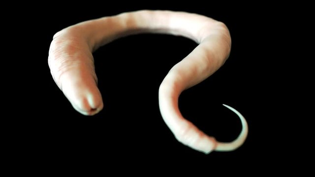 medically accurate 3d animation of a c.elegans worm