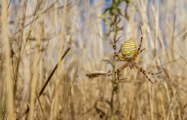 Wasp Spider (Argiope bruennichi) - female