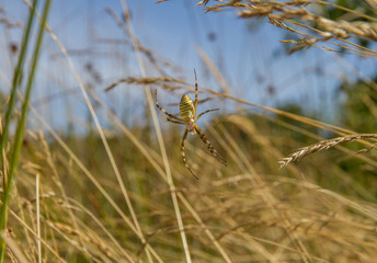 Wasp Spider (Argiope bruennichi) - female