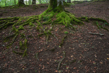 Beech Long roots of a beech tree covered with vivid moss in a dark soil at the Basque country in spain& mossy roots