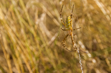 Wasp Spider (Argiope bruennichi) - female