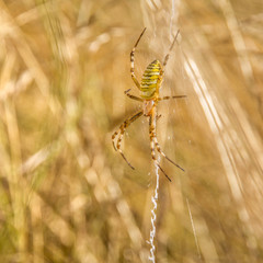 Wasp Spider (Argiope bruennichi) - female