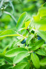 Ripe honeysuckle berries on the bush. Selective focus. Shallow depth of field.
