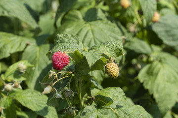Red raspberry on a plant outside.