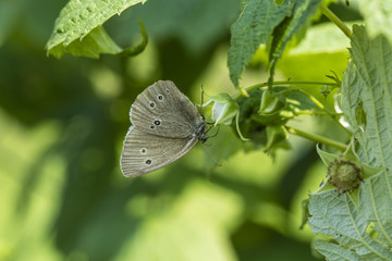 Obraz premium Brown butterfly with eyes on raspberry bloom.