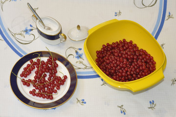 Frische Johannisbeeren