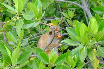 Singe qui mange une papaye