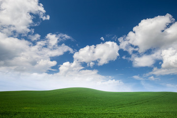 field of green grass with white clouds