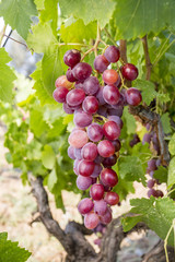 Obraz premium Turkey Izmir Urla Vineyards