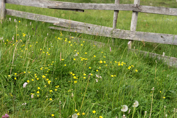 Rustic wooden fence surrounding a meadow with wildflowers