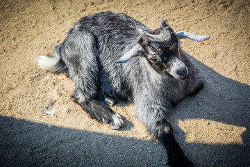 Gray goat is lying on the sand