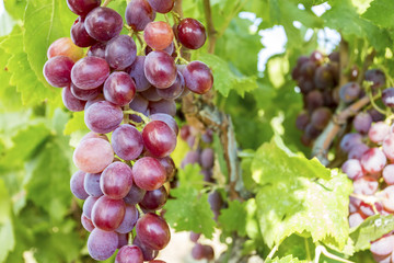 Turkey Izmir Urla Vineyards