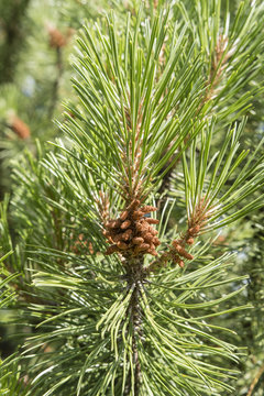 Flower of pine in summer.