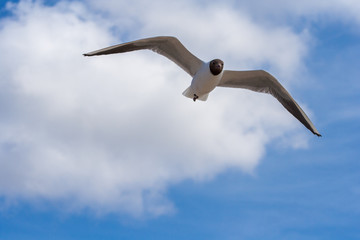 Close-up of a seagull in flight on a blue sky