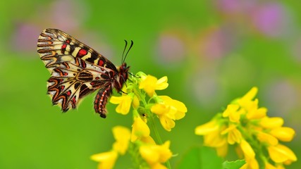 Zerynthia polyxena  362
