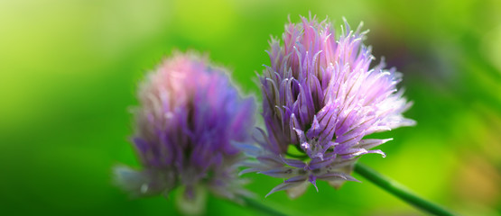 Purple Chives flowers isolated on green blur background.