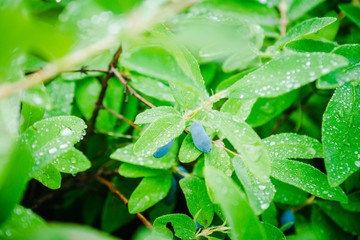 Ripe honeysuckle berries on the bush. Selective focus. Shallow depth of field.