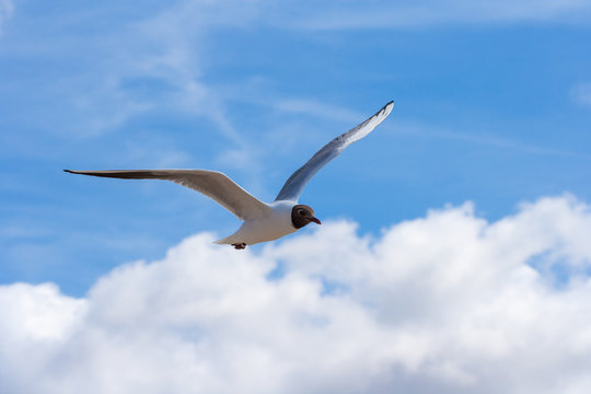 Close-up of a seagull in flight on a blue sky