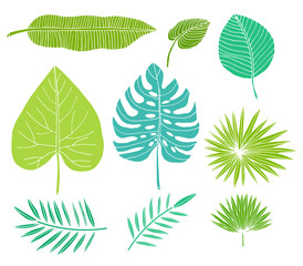 Tropical leaves set, plants isolated on white background. Design element collection isolated on white. Vector illustration.