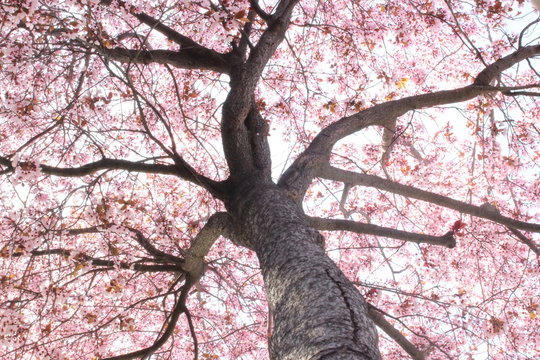 &Aacute;rbol cerezo (flores)