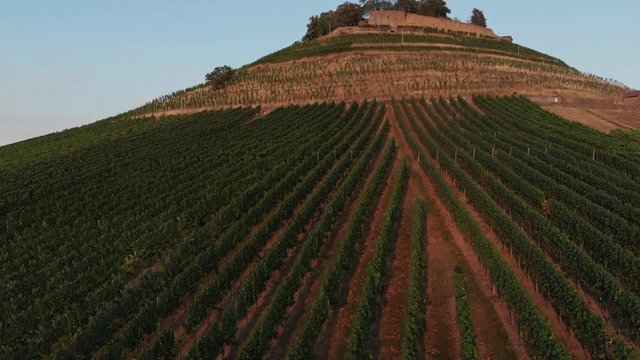 Weinsberger Weinberge