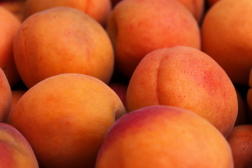Freshly harvested apricots