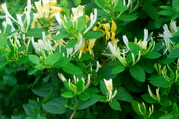 Branches of a blooming yellow white honeysuckle in the garden. - 216835989
