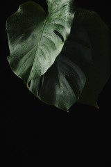 close-up view of green wet monstera leaves isolated on black © LIGHTFIELD STUDIOS